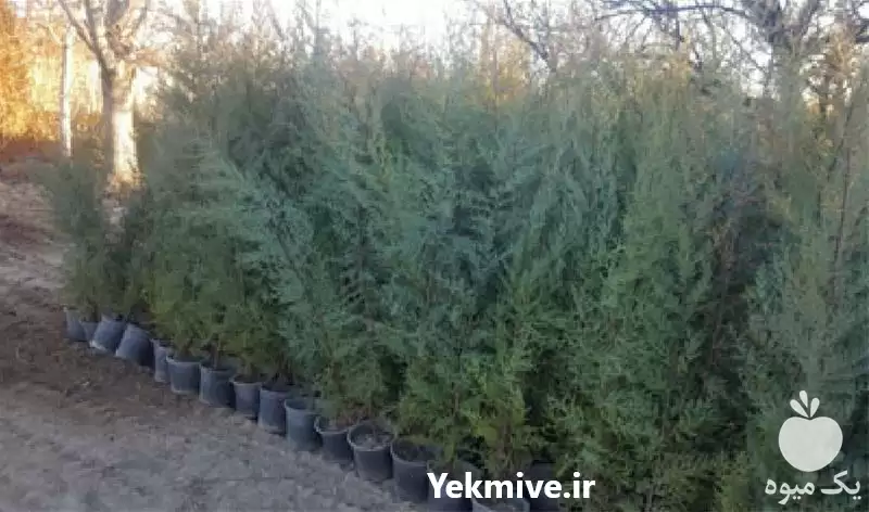 فروش قیمت نهال چنار با بهترین در اصفهان در گروه خرید و فروش نهال چنار در یکمیوه -عکس1