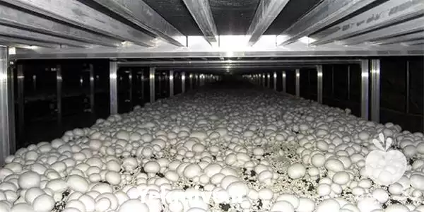 فروش آموزش پرورش قارچ در تبریز در گروه دوره آموزش کشاورزی در یکمیوه -عکس1