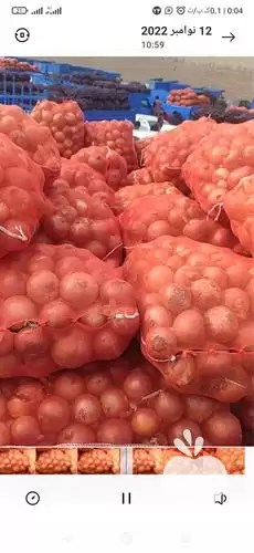 پیاز قرمز و پیاز زرد در زاهدان در گروه خرید و فروش پیاز در یکمیوه -عکس1