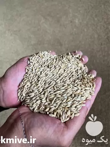 فروش جو دامی با کیفیت در تهران در گروه خرید و فروش گندم و جو در یکمیوه -عکس1