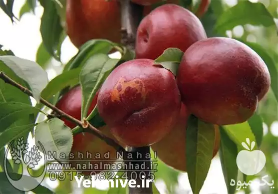 قیمت خرید نهال شلیل شبرنگ در مشهد در گروه خرید و فروش نهال میوه در یکمیوه -عکس1