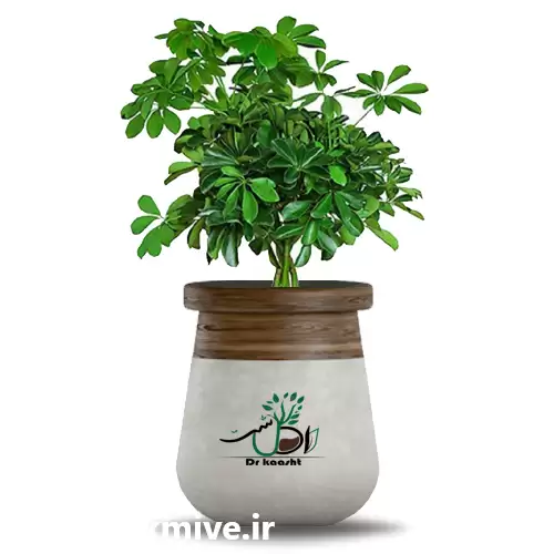 قیمت خرید عمده گیاه شفلرا در اردبیل در گروه خرید و فروش گیاهان زینتی در یکمیوه -عکس1