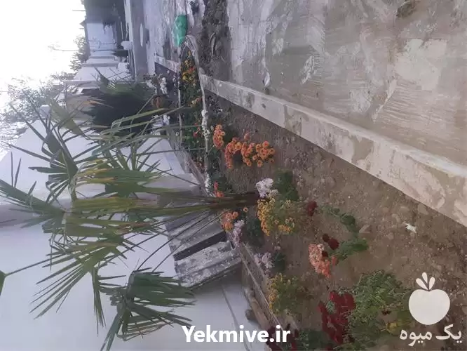 اجرای فضای سبز در مشهد در گروه سازنده در یکمیوه -عکس1