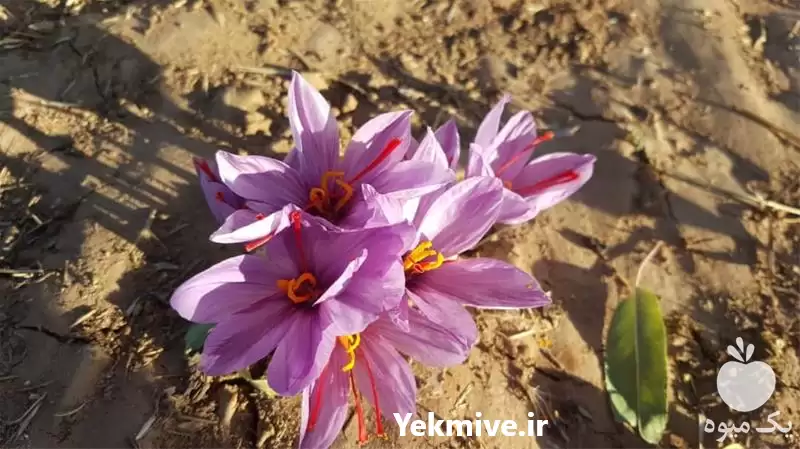 نصب سیستم آبپاش و خدمات باغبانی در کرمان  در گروه خدمات باغبانی در یکمیوه -عکس1