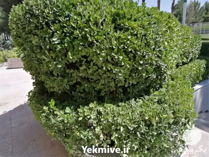 طراحی محوطه باغبان در کرمان  در گروه سازنده در یکمیوه -عکس1