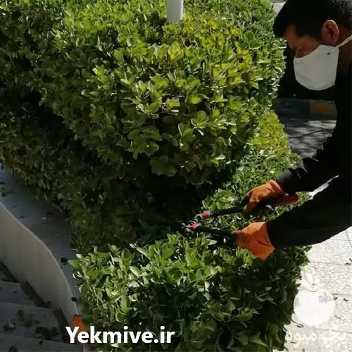 شرکت خدمات باغبانی در کرمان  در گروه خدمات باغبانی در یکمیوه -عکس1