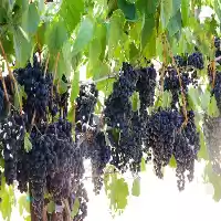 قیمت خرید نهال انگور بلک سیدلس در گروه خرید و فروش نهال انگور در یکمیوه