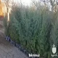 فروش قیمت نهال چنار با بهترین در اصفهان در گروه خرید و فروش نهال چنار در یکمیوه