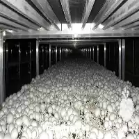 فروش آموزش پرورش قارچ در تبریز در گروه دوره آموزش کشاورزی در یکمیوه