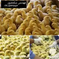 فروش جوجه گوشتی قیمت جوجه یکروزه در گروه مرغ و خروس و بوقلمون و اردک قو قاز در یکمیوه