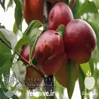 قیمت خرید نهال شلیل شبرنگ در مشهد در گروه خرید و فروش نهال میوه در یکمیوه