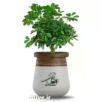 قیمت خرید عمده گیاه شفلرا در اردبیل در گروه خرید و فروش گیاهان زینتی در یکمیوه