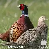 قیمت خرید قرقاول آمریکایی در اصفهان در گروه خرید و فروش انواع پرنده در یکمیوه