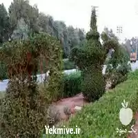 فروش نهال کئوکارپوس در اهواز در گروه خرید و فروش نهال در یکمیوه