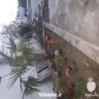 اجرای فضای سبز در مشهد در گروه سازنده در یکمیوه