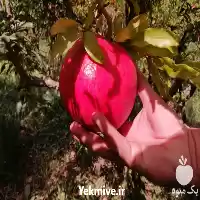 انجام امور باغبانی در کرمان  در گروه هرس کاری در یکمیوه