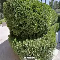 طراحی محوطه باغبان در کرمان  در گروه سازنده در یکمیوه