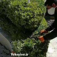 شرکت خدمات باغبانی در کرمان  در گروه خدمات باغبانی در یکمیوه