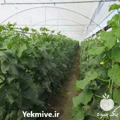 فروش بذر خیار گلخانه ای نیکرسون در گروه خرید و فروش بذر خیار در یکمیوه -عکس1