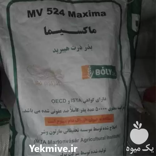 فروشیژه بذر ذرت ایرانی در اهواز در گروه خرید و فروش بذر ذرت در یکمیوه -عکس1