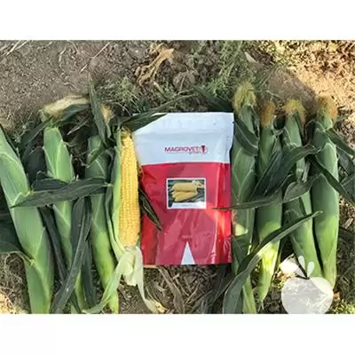 توزیع فروش بذر ذرت شیرین اینکا در رشت در گروه خرید و فروش بذر ذرت در یکمیوه -عکس1