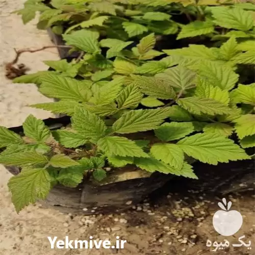 فروش انواع نهال کمیاب و خاص در ارومیه در گروه خرید و فروش نهال میوه در یکمیوه -عکس1