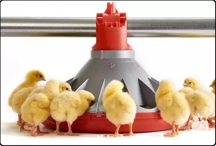 فروش بشقاب دانخوری مرغ کوناوی کارنوتک در مشهد در گروه تجهیزات مرغداری در یکمیوه -عکس1