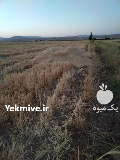 فروش کاه گندم و نخود در اصفهان در گروه خوراک دام و طیور در یکمیوه -عکس2