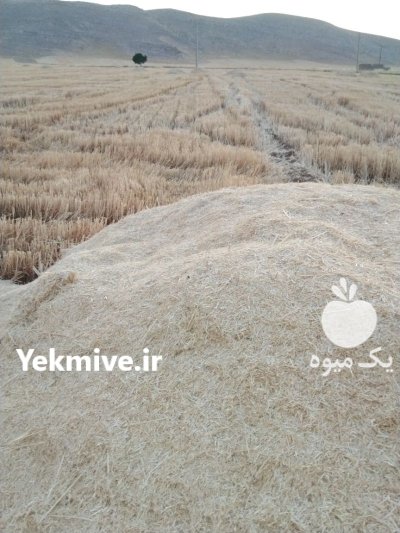 فروش کاه گندم و نخود در اصفهان در گروه خوراک دام و طیور در یکمیوه -عکس4