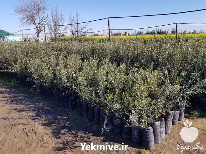 قیمت خرید نهال زیتون مراکشی ماری در ساری در گروه خرید و فروش نهال زیتون در یکمیوه -عکس1