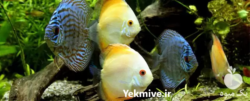 آموزش کاربردی پرورش تکثیر ماهی در گروه دوره آموزش کشاورزی در یکمیوه -عکس1