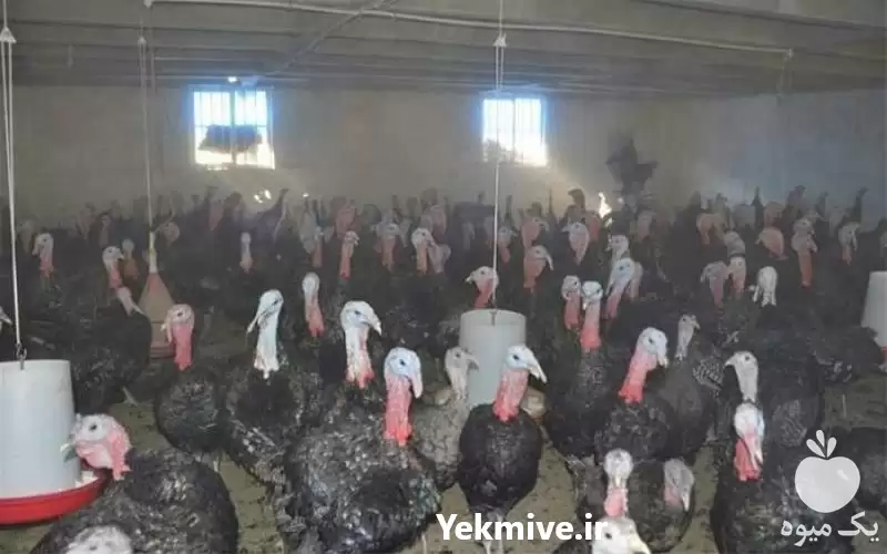 قیمت خرید بوقلمون برنز در گروه مرغ و خروس و بوقلمون و اردک قو قاز در یکمیوه -عکس1