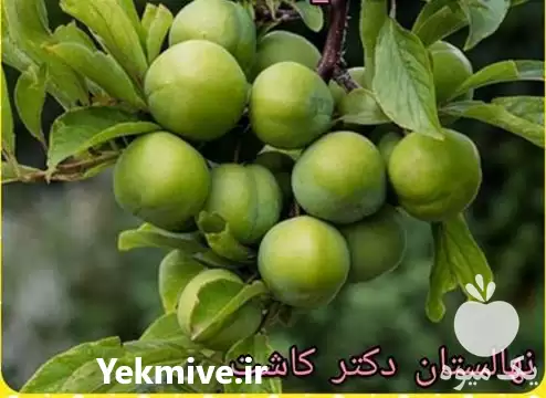 فروش عمده نهال گوجه سبز در تهران در گروه خرید و فروش نهال در یکمیوه -عکس1