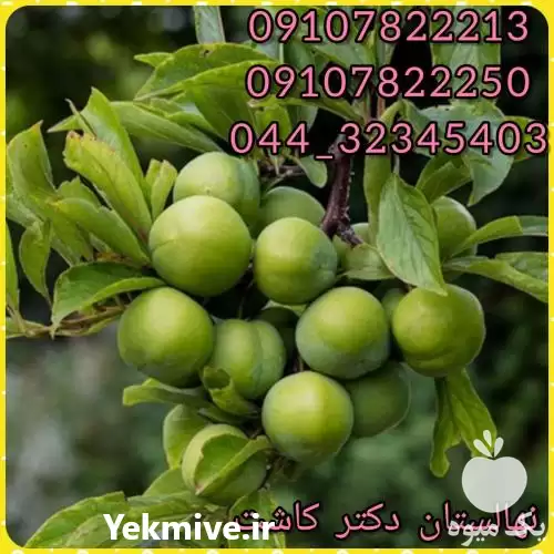 قیمت خرید عمده نهال گوجه سبز در گروه خرید و فروش نهال در یکمیوه -عکس1