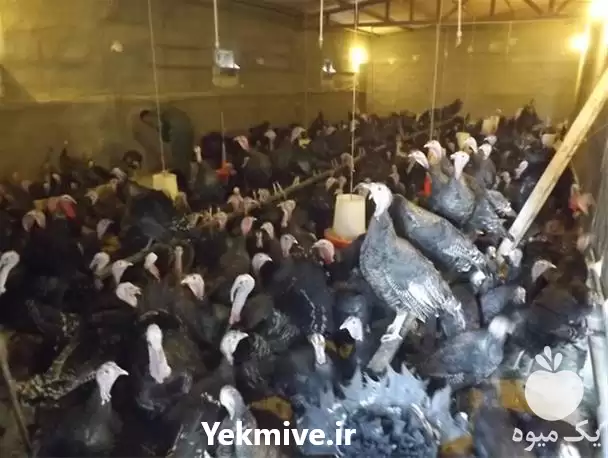 قیمت خرید تخم نطفه دار خوراکی در رشت در گروه انواع تخم ها در یکمیوه -عکس1