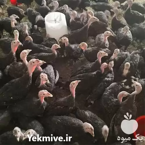 قیمت خرید تخم نطفه دار بوقلمون در کرمان  در گروه انواع تخم ها در یکمیوه -عکس1