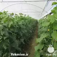 فروش بذر خیار گلخانه ای نیکرسون در گروه خرید و فروش بذر خیار در یکمیوه