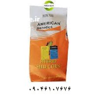 بذر ذرت آمریکن ژنتیک در کرمان  در گروه خرید و فروش بذر ذرت در یکمیوه