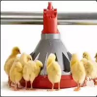 فروش بشقاب دانخوری مرغ کوناوی کارنوتک در مشهد در گروه تجهیزات مرغداری در یکمیوه