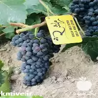 قیمت خرید ارقام مختلف نهال انگور در گروه خرید و فروش نهال انگور در یکمیوه