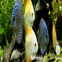 آموزش کاربردی پرورش تکثیر ماهی در گروه دوره آموزش کشاورزی در یکمیوه