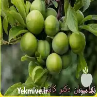 فروش عمده نهال گوجه سبز در تهران در گروه خرید و فروش نهال در یکمیوه