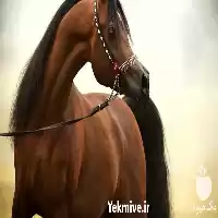 قیمت خرید تخصصی اسب های زیبایی در تبریز در گروه اسب و الاغ خر و فروش قاطر در یکمیوه