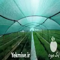 قیمت خرید 	تولید و عرضه نهال در محمدی در گروه خرید و فروش نهال اکالیپتوس در یکمیوه