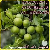 قیمت خرید عمده نهال گوجه سبز در گروه خرید و فروش نهال در یکمیوه