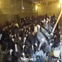 قیمت خرید تخم نطفه دار خوراکی در رشت در گروه انواع تخم ها در یکمیوه