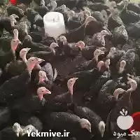 فروش تخم نطفه دار و خوراکی در تهران در گروه انواع تخم ها در یکمیوه