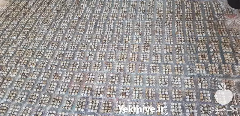 قیمت خرید تخم بلدرچین خوراکی در اصفهان در گروه انواع تخم ها در یکمیوه -عکس1