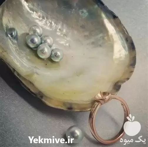 برگزاری دوره آموزش تولید صدف مروارید در تهران در گروه دوره آموزش کشاورزی در یکمیوه -عکس1