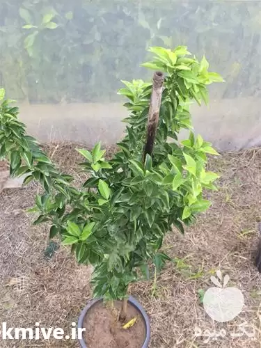 نهال مرکبات در تهران در گروه خرید و فروش نهال مرکبات در یکمیوه -عکس1